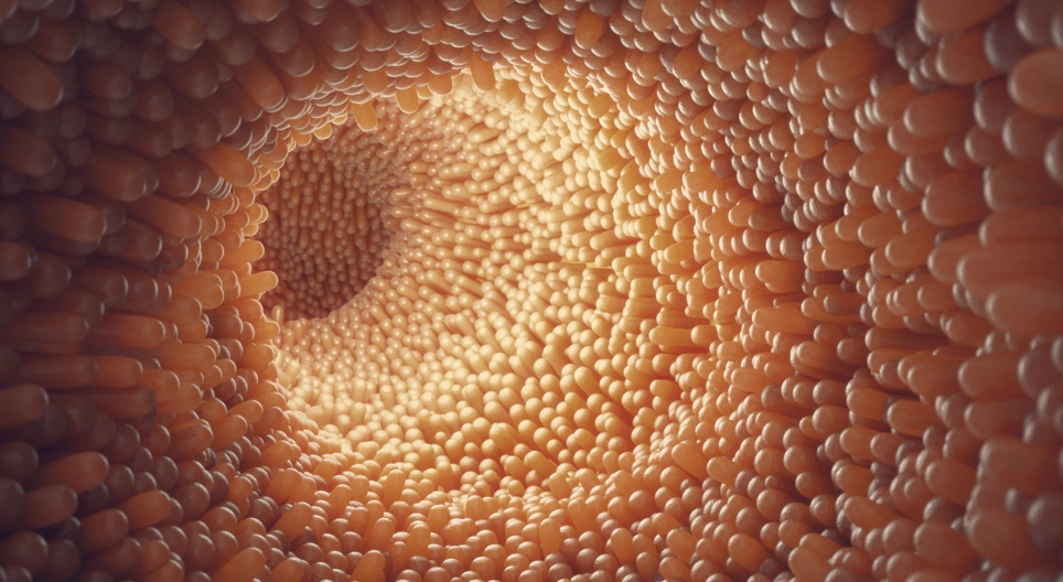 The digestive system