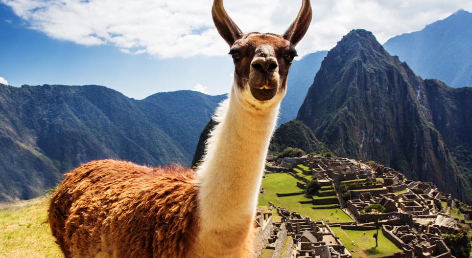 Maarifləndrici videolar