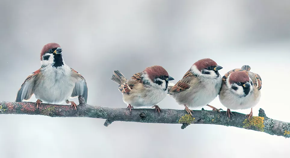 Как летят птиците?
II част