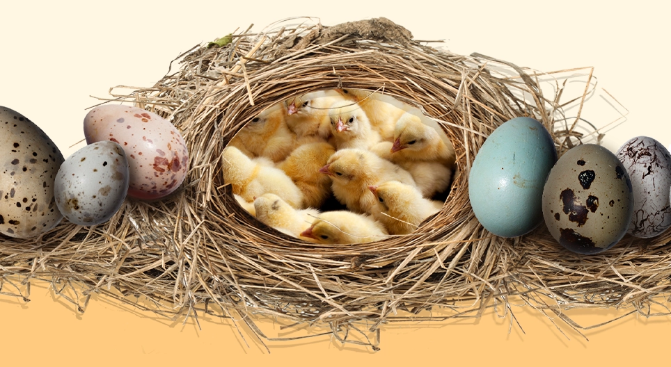 Тайната на яйцата