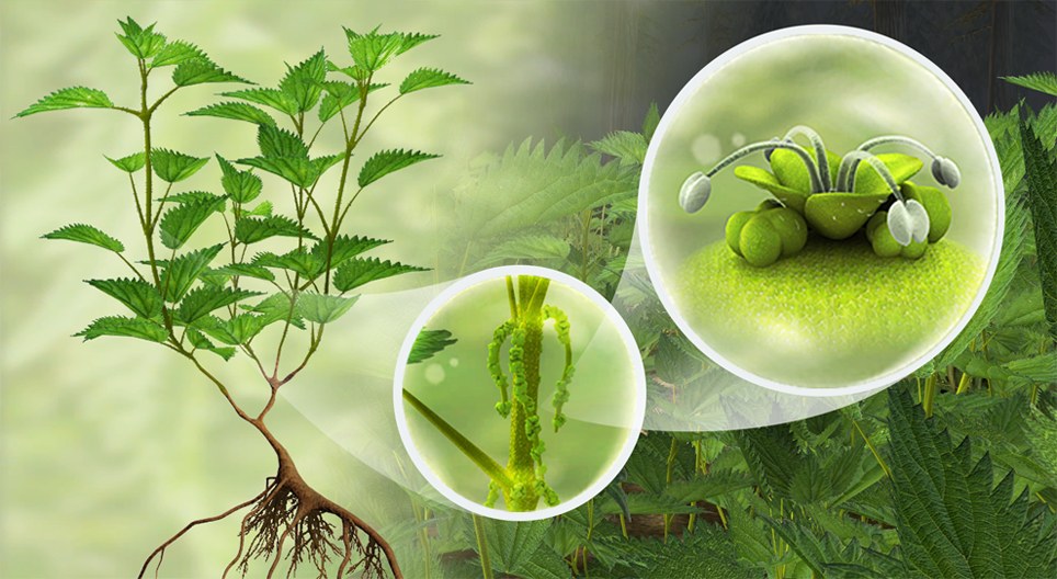 Обикновена коприва