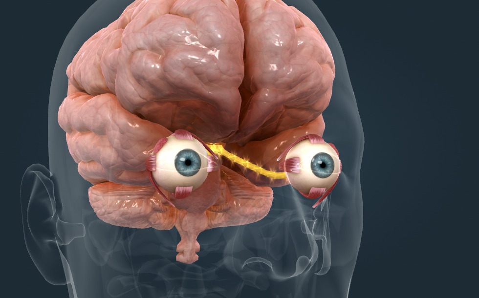 Mechanismus vidění