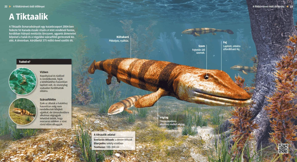 Der Tiktaalik