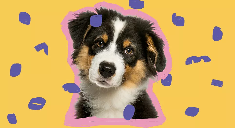 Auf den Hund gekommen