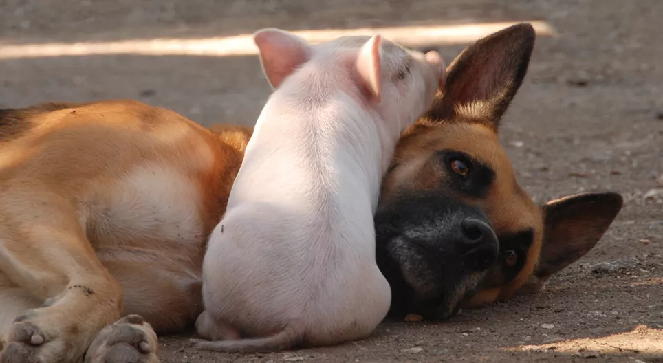 Sind Schweine klüger als Hunde?