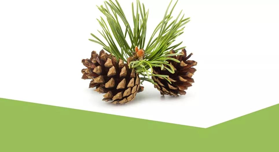 Die Welt der Koniferen