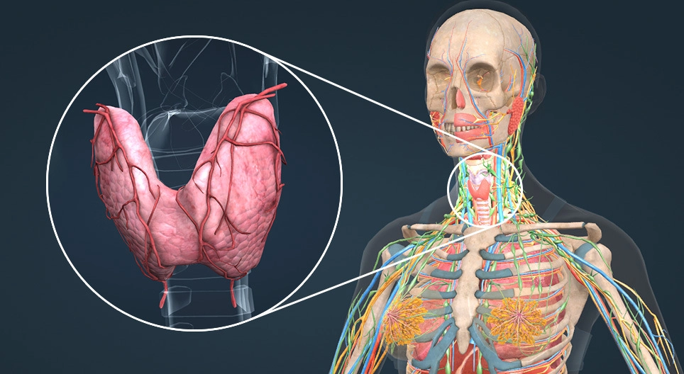 Endocrine system II