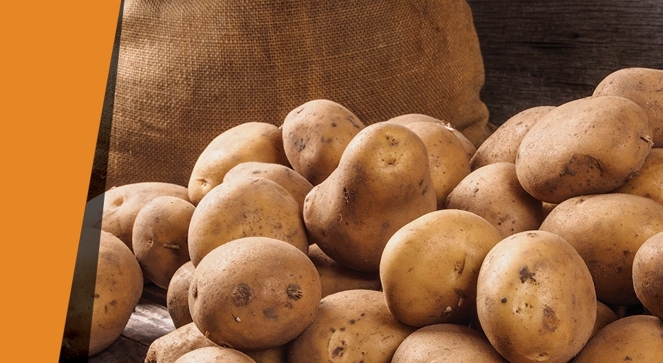 Der Kartoffelkatalysator