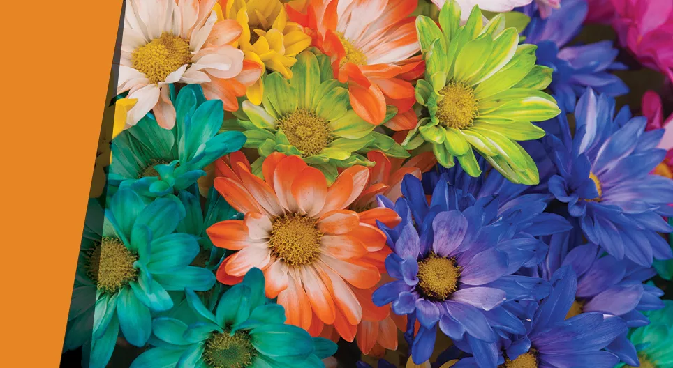 Farbenfrohe Blütenblätter