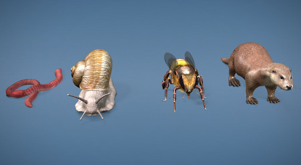 La diversité des organes détecteurs de la lumière