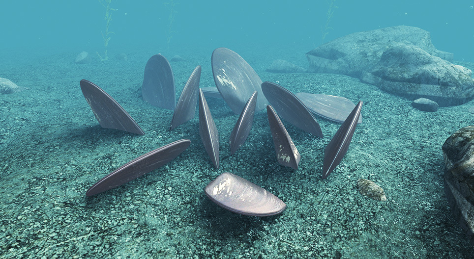 Die Flussperlmuschel