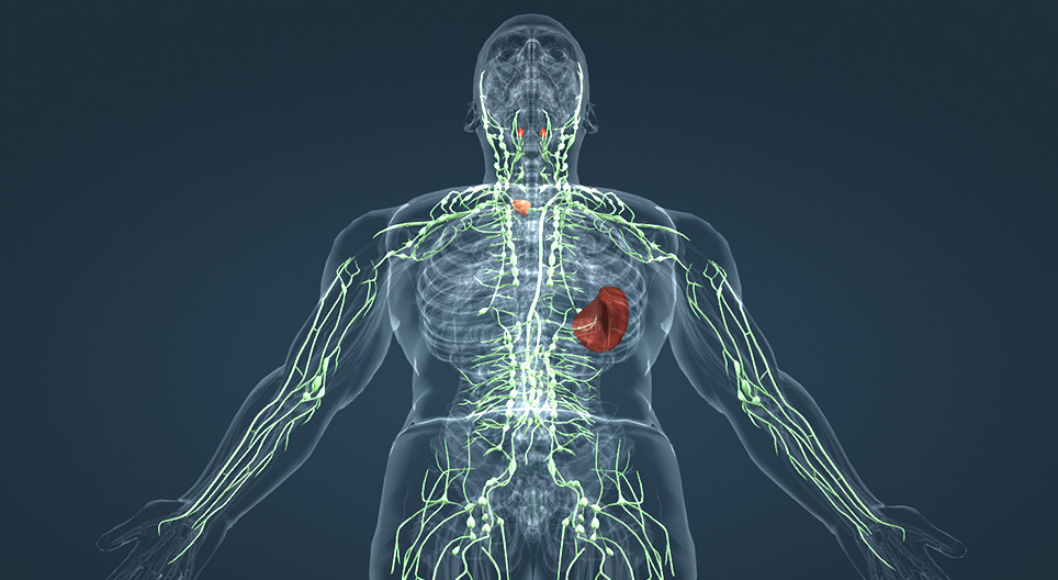 Das lymphatische System