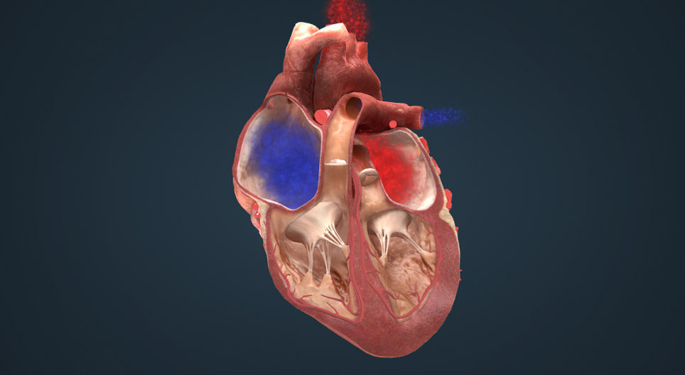 Die Erregungsbildung und -leitung im Herz