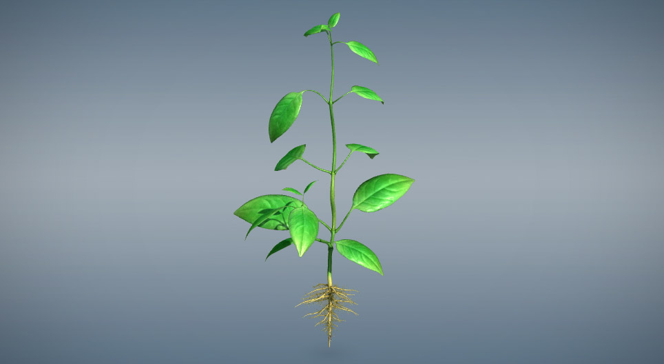 Vegetative Pflanzenorgane