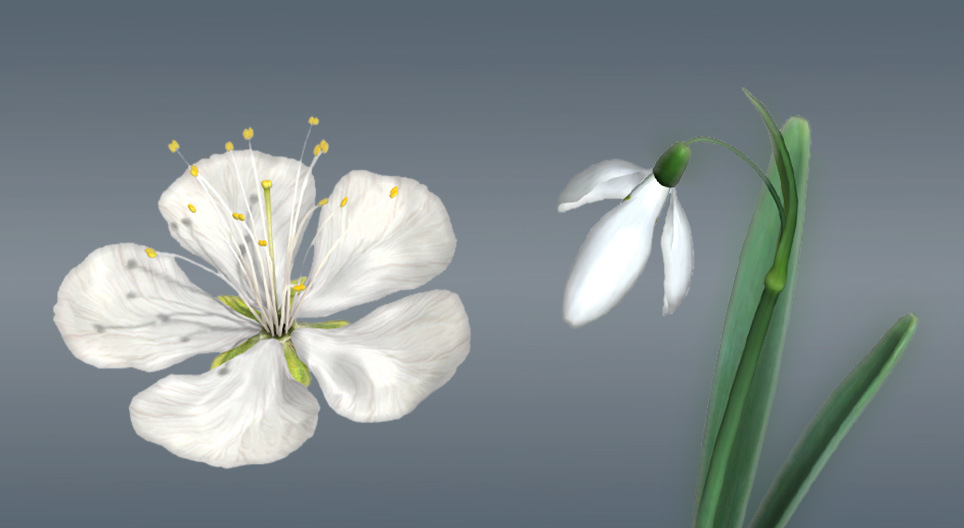 Die Blüten der Bedecktsamer