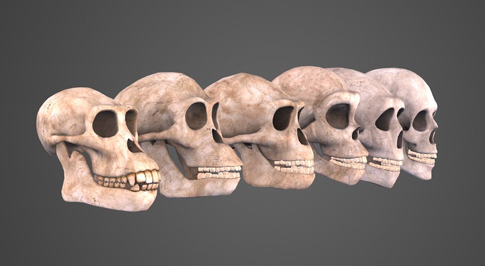 Die Evolution des Menschen