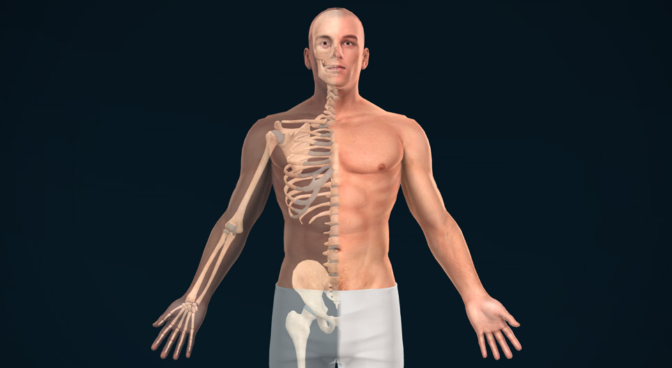 Ανατομικά επίπεδα, άξονες και κατευθύνσεις