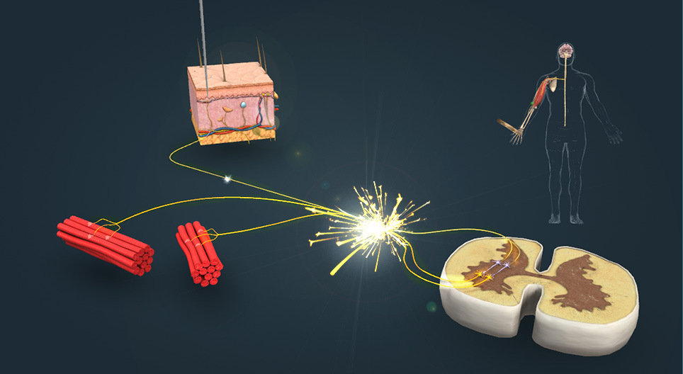 Το αντανακλαστικό απόσυρσης στον πόνο