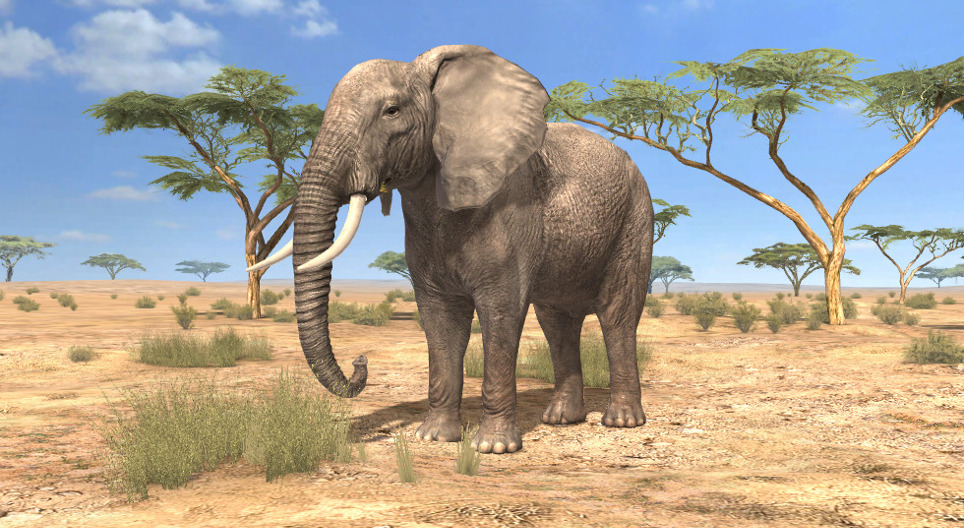 African elephant