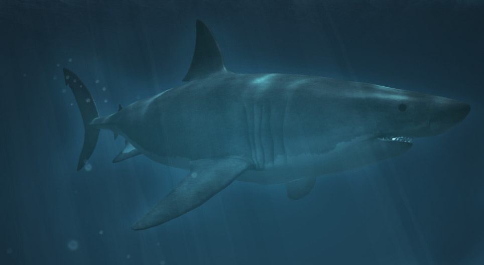 Sharks