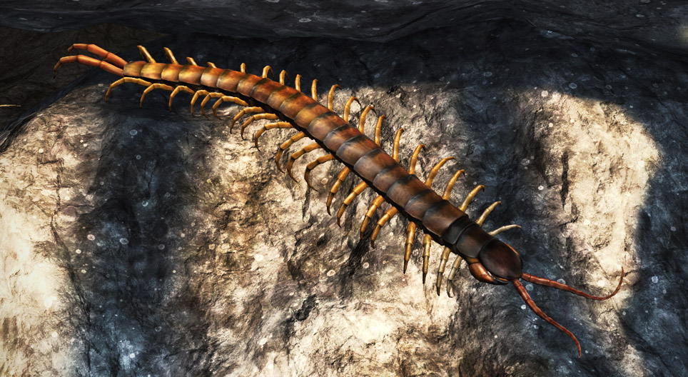 Megarian banded centipede