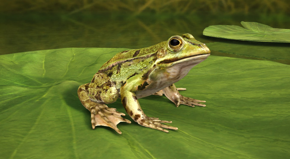 Edible frog
