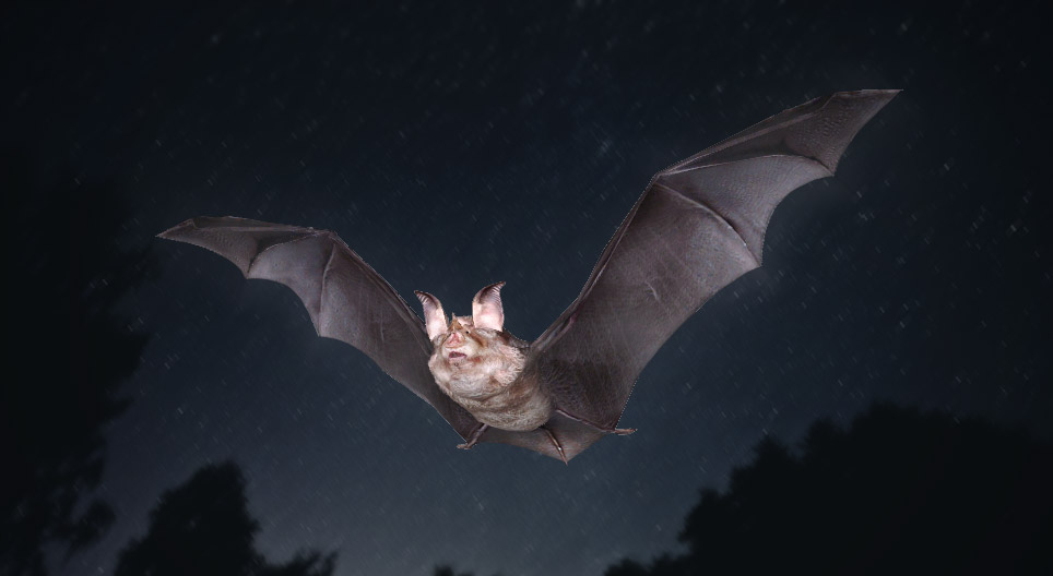 Lesser horseshoe bat