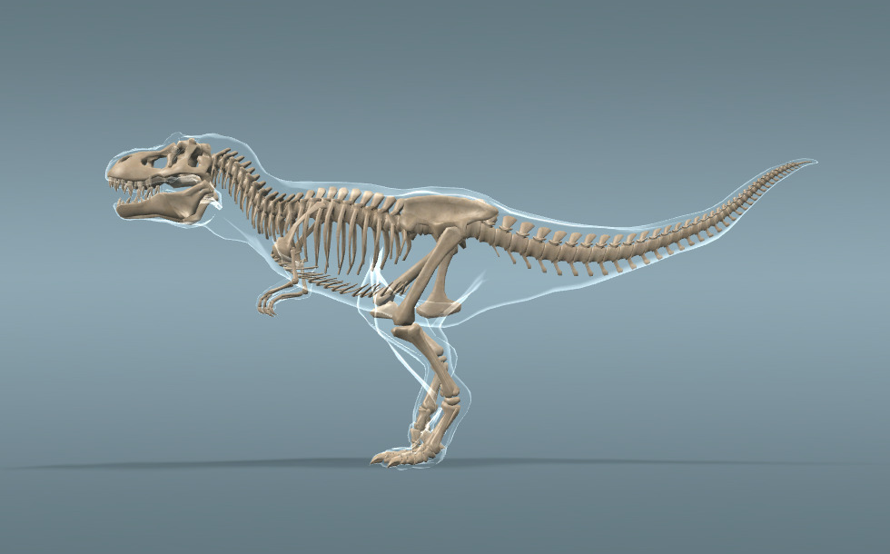 Skeleton