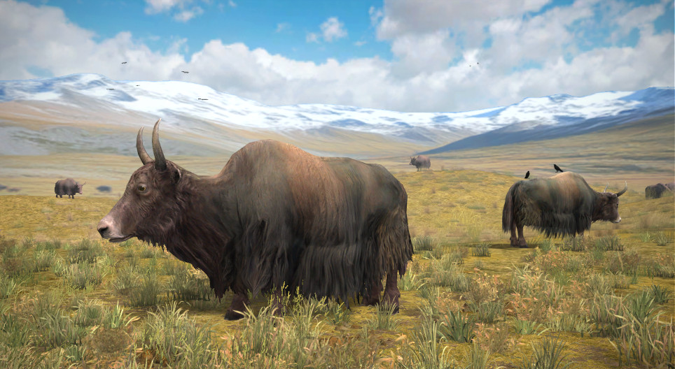 Domestic yak