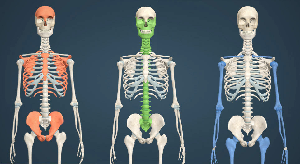 Bone structure