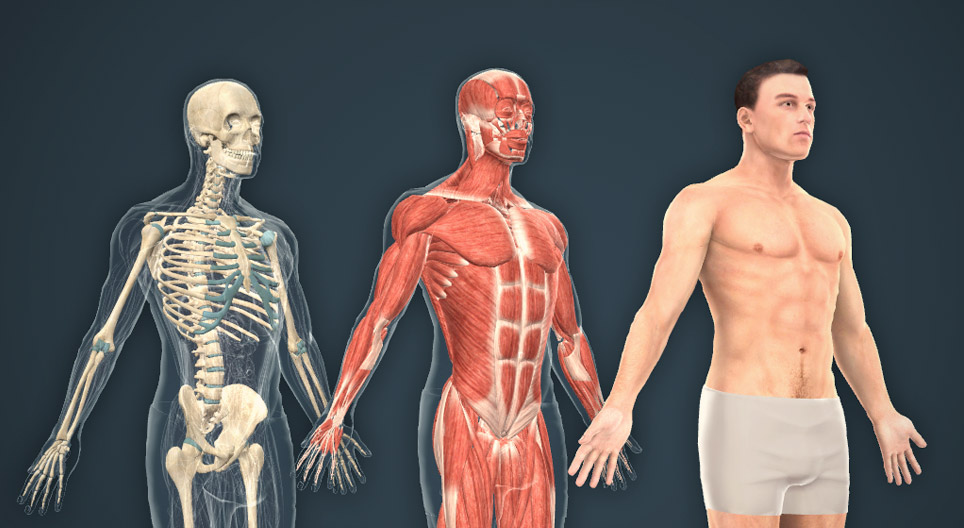 Human body (male)