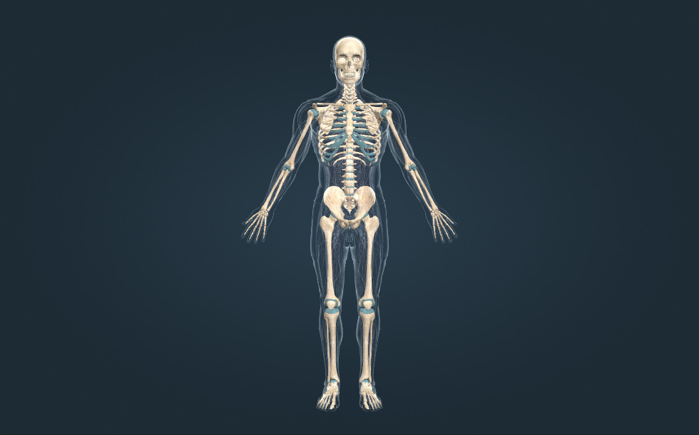 Skeleton