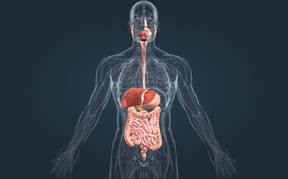 Digestive system