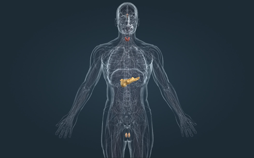 Endocrine system