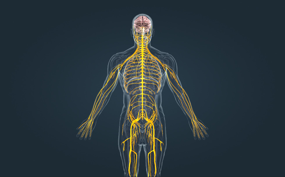 Nervous system