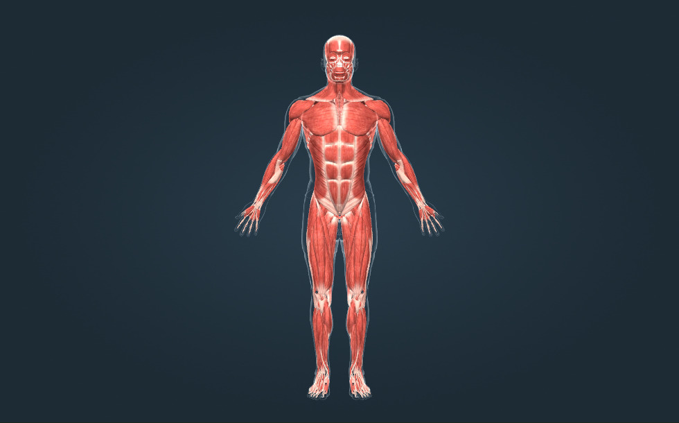 Skeletal muscles