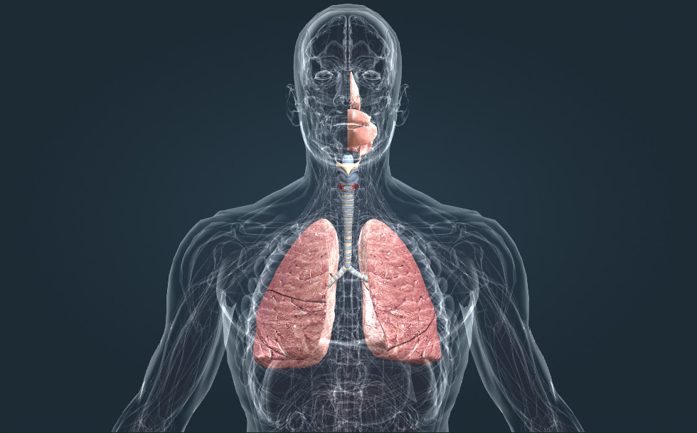 Respiratory system