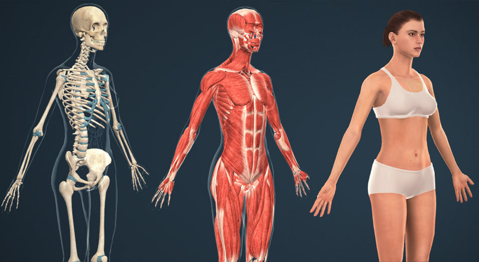 Human body (female)