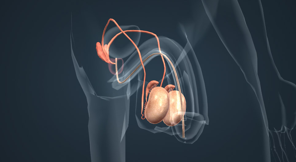 Male reproductive system
