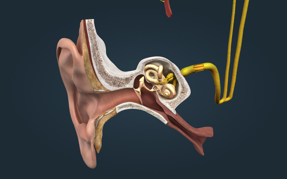 Ear