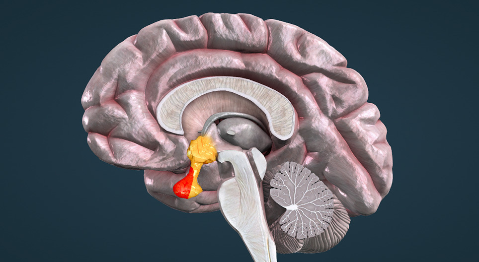 Hypothalamic-pituitary axis