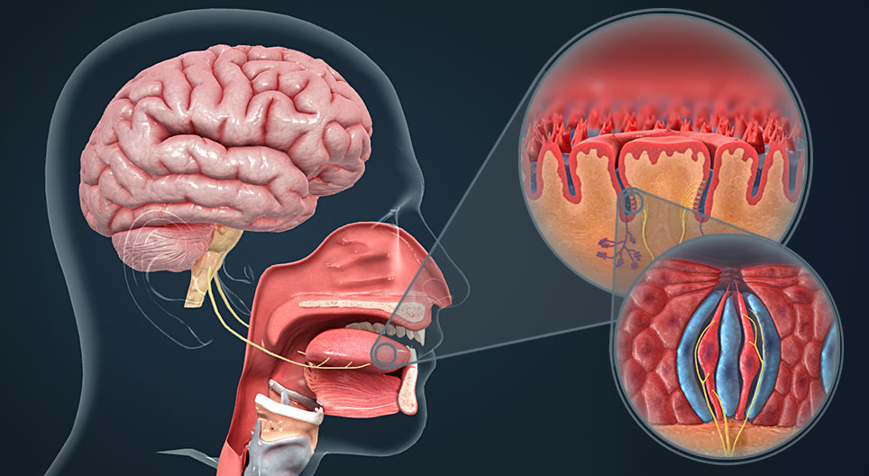The mechanism of taste reception