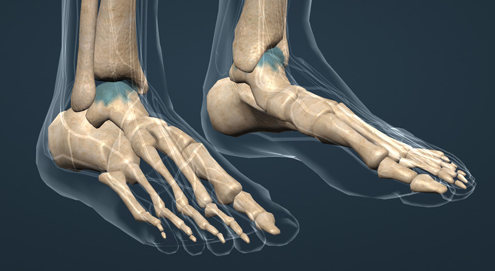 Bones of the lower limbs