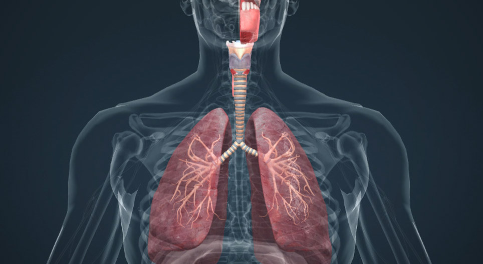 Respiratory system