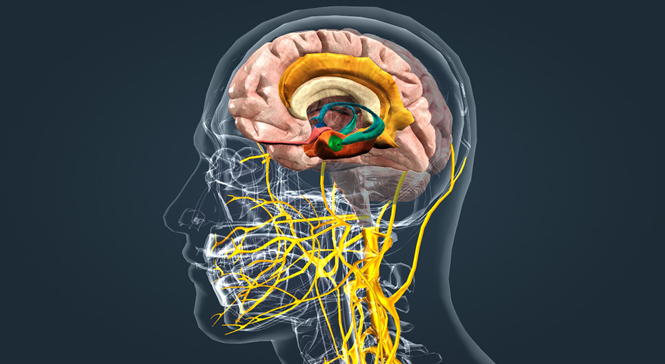 Limbic system