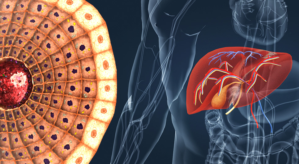 The anatomy and functions of the liver