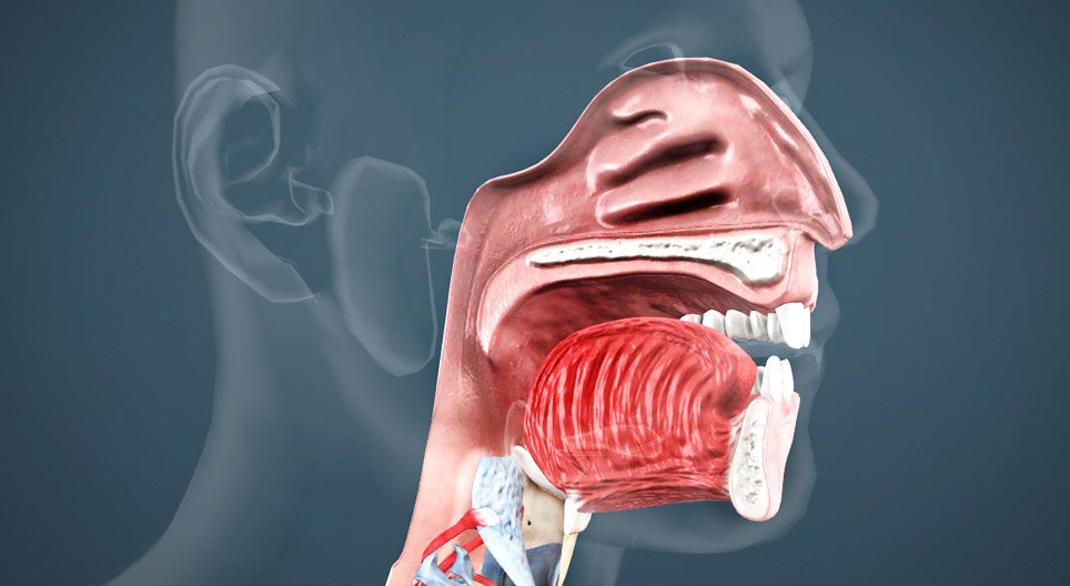 Oral cavity, pharynx and oesophagus