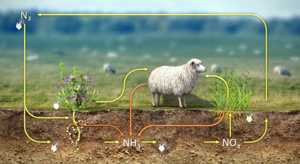 Nitrogen cycle