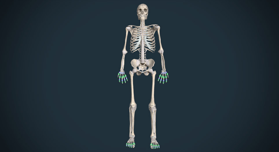 3D atlas of human joints