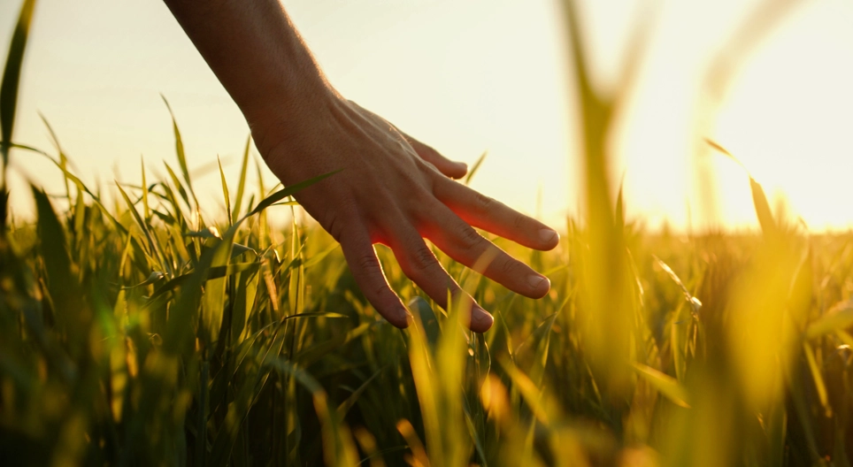 A szenzoros működések